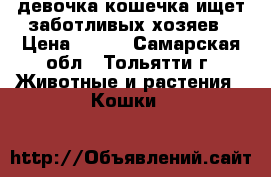 девочка кошечка ищет заботливых хозяев › Цена ­ 500 - Самарская обл., Тольятти г. Животные и растения » Кошки   